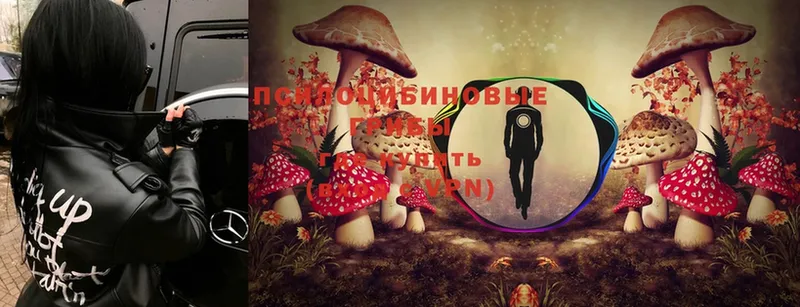 купить   Иннополис  Галлюциногенные грибы Cubensis 